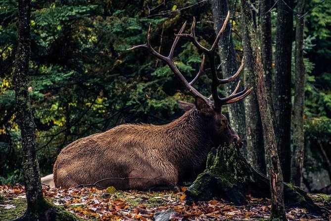 Private Day Tour to Wildlife Parc Omega and Montebello Lodge From Montreal - Tour Inclusions and Logistics