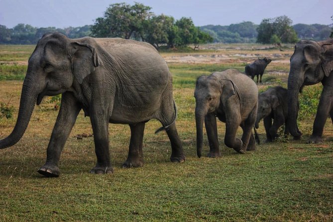Private Day Tour: Yala National Park Safari Tour From Galle & Weligama - Meeting and Pickup Details