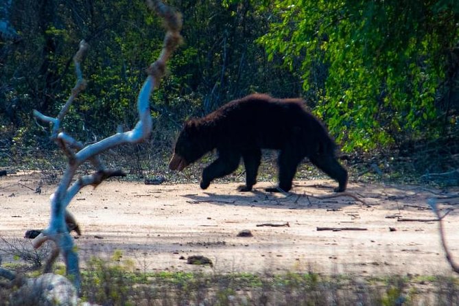 Private Day Tour: Yala National Park Safari Tour From Galle & Weligama - Transportation and Accessibility