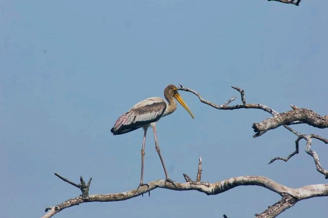 Private Day Tour: Yala National Park Safari Tour From Galle & Weligama - Meal and Refreshment Provisions