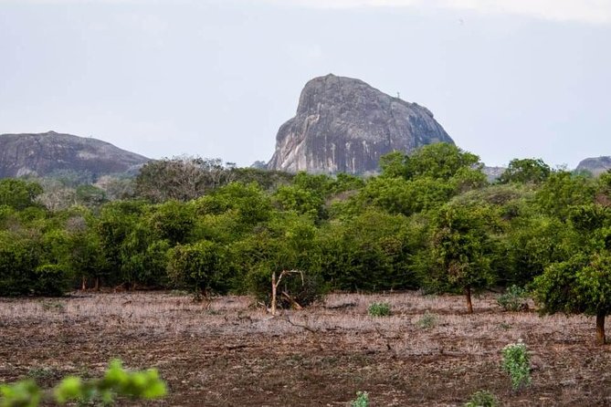 Private Day Tour: Yala National Park Safari Tour From Galle & Weligama - Feedback and Ratings
