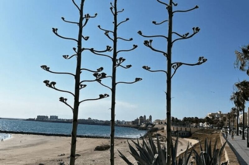Private Day Trip Cadiz and Jerez From Sevilla - Transportation and Pickup Details
