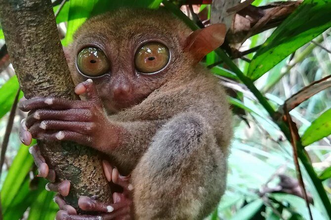 Private Day Trip Cebu to Bohol w/ Chocolate Hills & Loboc Cruise - The Sum Up: Is This Tour Worth It?