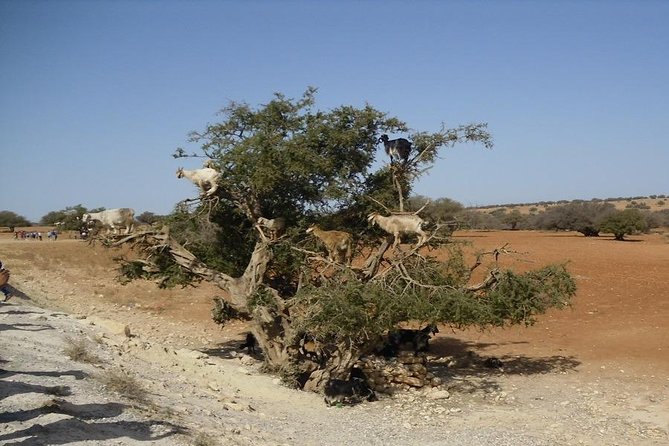 Private Day Trip From Marrakech to Essaouira - Highlights of Essaouira
