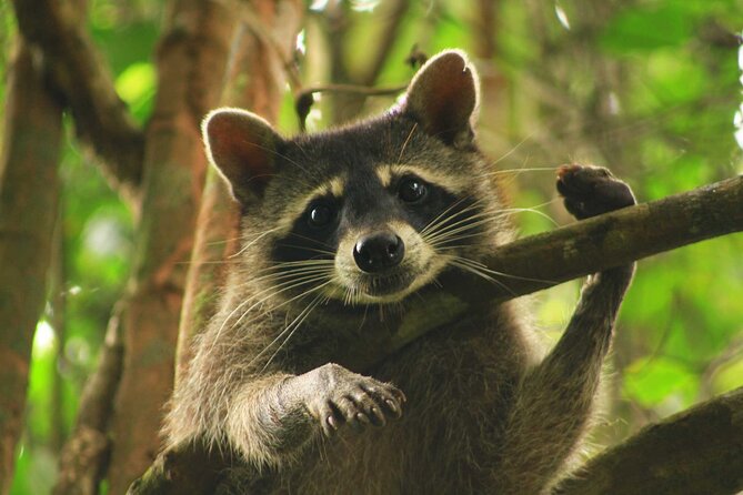 Private Day Trip From San Jose to Cahuita National Park (Caribbean Coast) - Whats Included