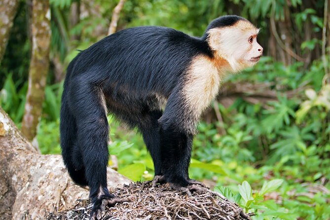 Private Day Trip From San Jose to Cahuita National Park (Caribbean Coast) - Pricing and Duration