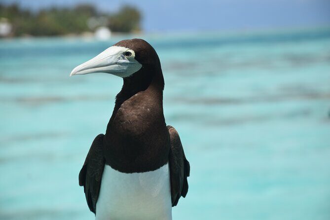 Private Day Trip Hike and Boat in Moorea - Frequently Asked Questions