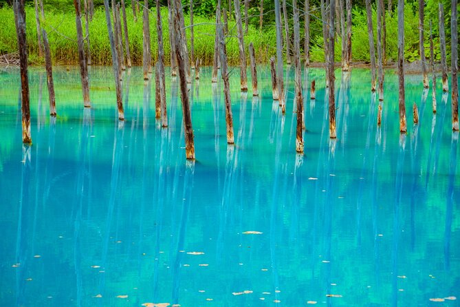 Private Day Trip to Asahiyama Zoo and Biei Blue Pond - Logistical Considerations