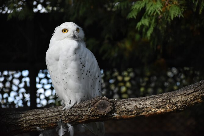 Private Day Trip to Asahiyama Zoo and Biei Blue Pond - Booking and Reservation Details