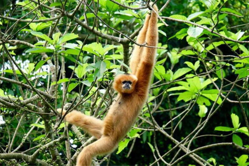 Private Day Trip To Cuc Phuong Van Long/Guide/Lunch/Car/Meal - Highlights and Activities