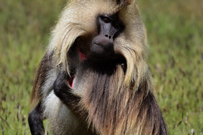 Private Day Trip to Debre Libanos Portuguese Bridge Galada Baboon - Inclusions