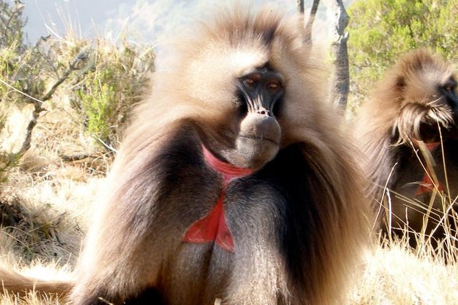 Private Day Trip to Debre Libanos Portuguese Bridge Galada Baboon - Booking Information