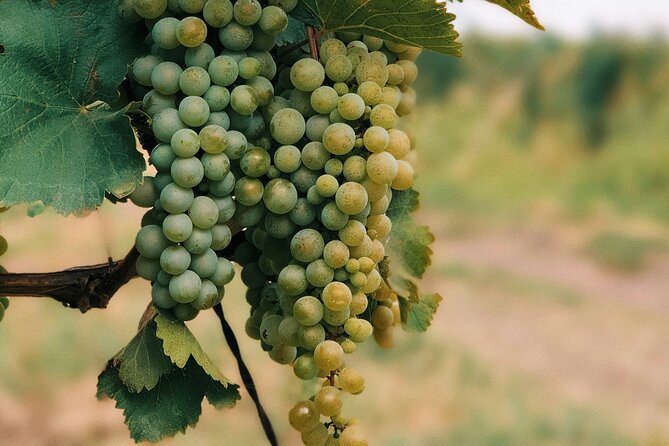 Private Day Trip to Kakheti Wine Region Including Wine Tasting - Pickup and Start Time Details