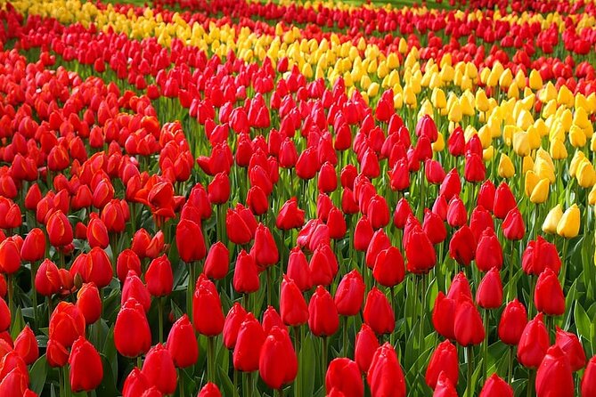 Private Day Trip to Keukenhof Gardens With Entrance Tickets - Tour Overview