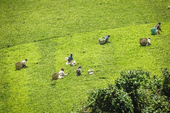 Private Day Trip to Kiambethu Tea Farm in Limuru From Nairobi - Hotel and Airport Pickup