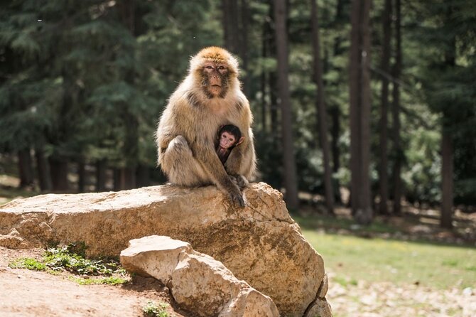 Private Day Trip to Middle Atlas From Fes - Pickup Information