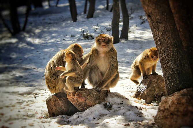 Private Day Trip to Middle Atlas From Fes - Pricing Details