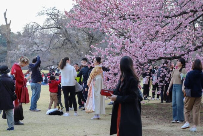 Private Day Trip to Mt. Fuji & Hakone Cherry Blossoms - Kawaguchi Lake Scenery