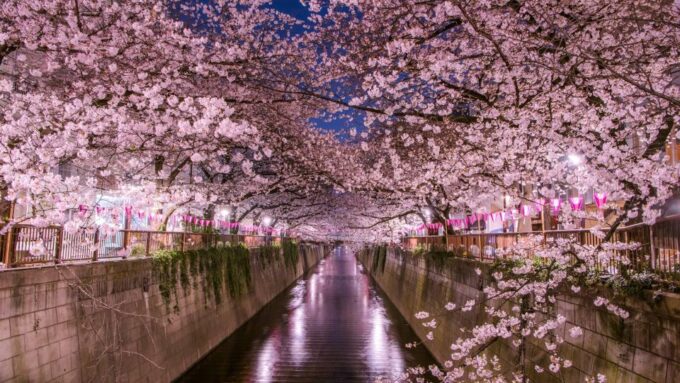 Private Day Trip to Mt. Fuji & Hakone Cherry Blossoms - Hakone Area Discovery