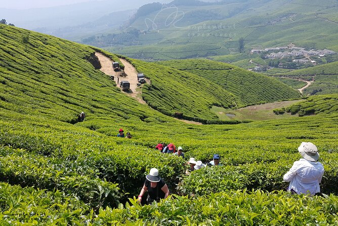 Private Day Trip to Munnar From Kochi (Cochin) - Highlights of the Tour