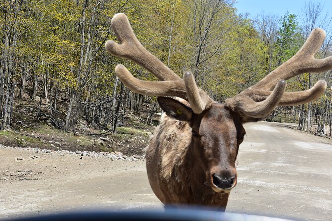 Private Day Trip to Parc Omega and Chateau Montebello From Montreal - Highlights of the Day Trip