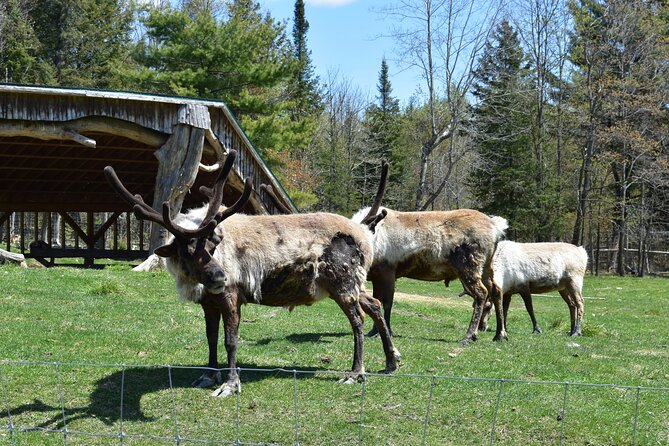 Private Day Trip to Parc Omega and Chateau Montebello From Montreal - Lunch and Refreshments