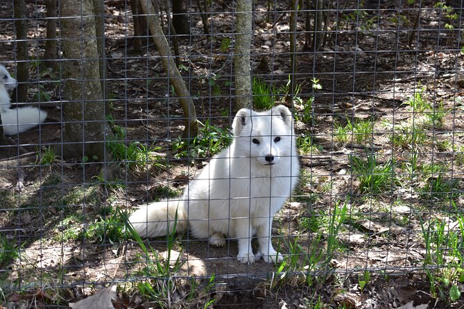 Private Day Trip to Parc Omega and Chateau Montebello From Montreal - Suitability and Accessibility