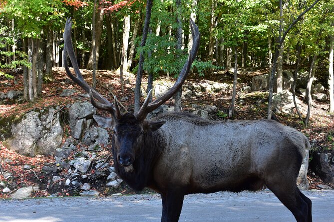 Private Day Trip to Parc Omega and Chateau Montebello From Montreal - Booking and Confirmation