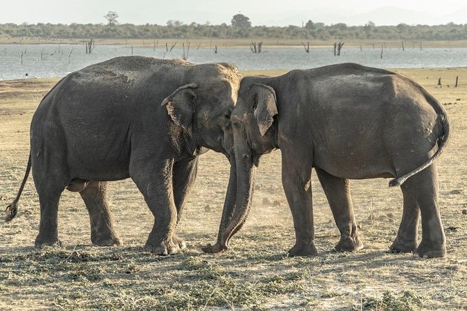Private Day Trip to Pidurangala Rock & Jeep Safari From Colombo - Highlights of Pidurangala Rock