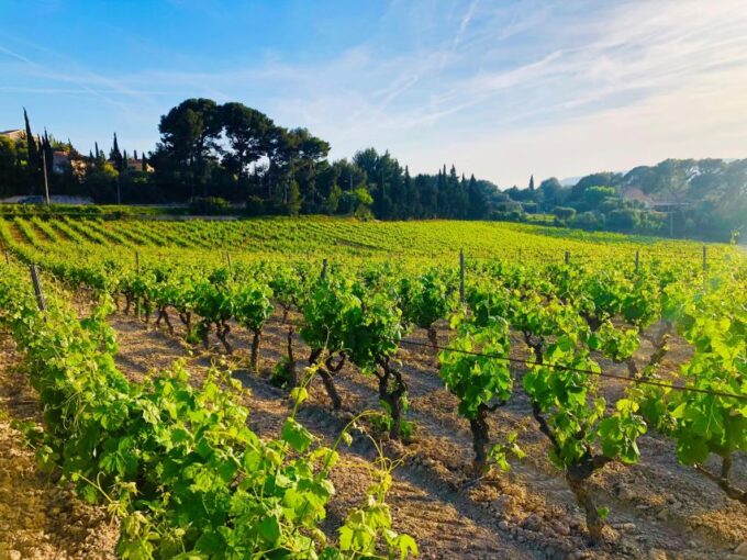 Private Day Trip to Provence and Lavender Fields - Optional Wine Tasting