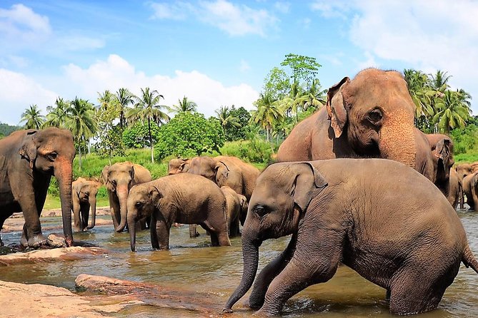 Private Day Trip to Sigiriya, Cave and National Park Safari Tour - Booking and Contact Information