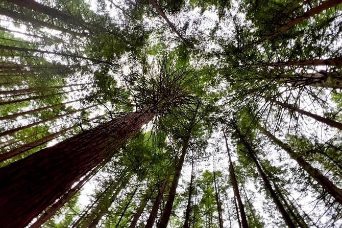 Private Day Trip To Te Puia Rotorua - Highlights of the Tour Experience
