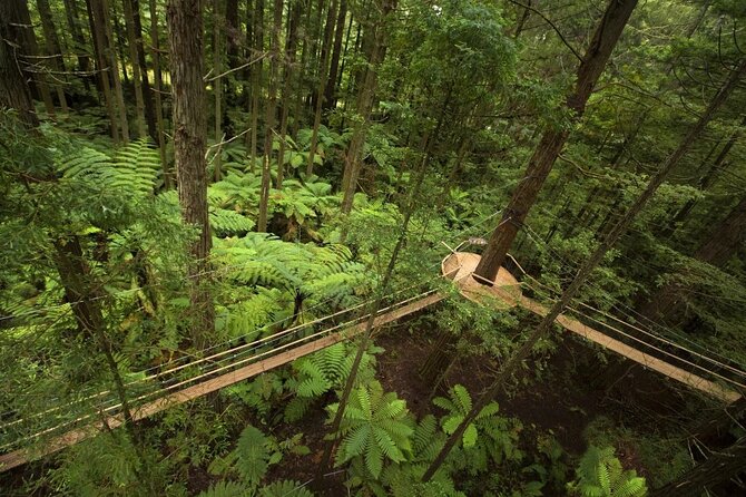 Private Day Trip To Te Puia Rotorua - Positive Reviews and Ratings
