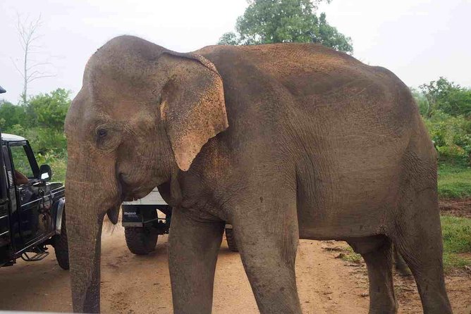Private Day Trip to Yala National Park From Colombo - Meeting and Pickup