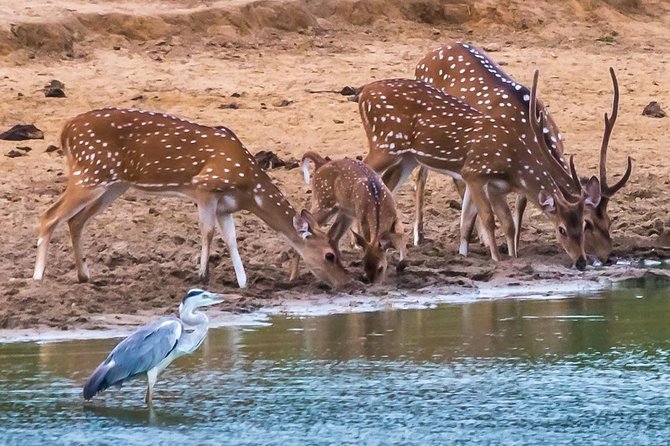 Private Day Trip to Yala National Park From Colombo - Additional Stops and Experiences