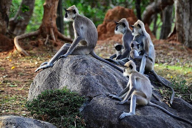 Private Day-Trip to Yala National Park Including BBQ Dinner on the Beach - Dinner on the Beach With BBQ