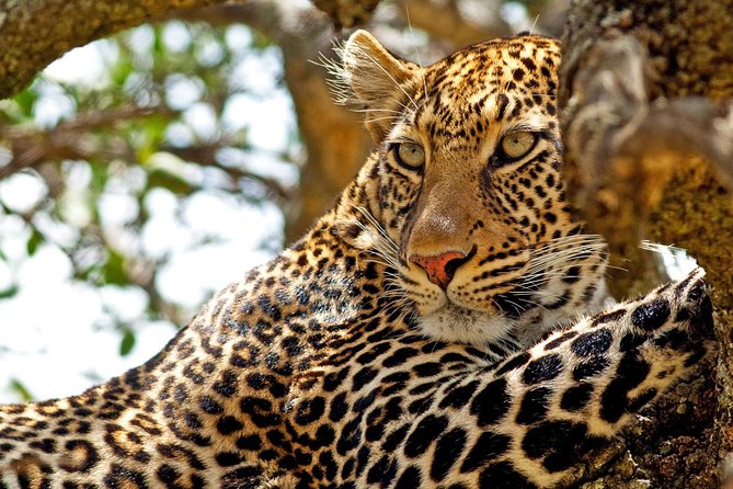 Private Day-Trip to Yala National Park Including BBQ Dinner on the Beach - Participant Considerations