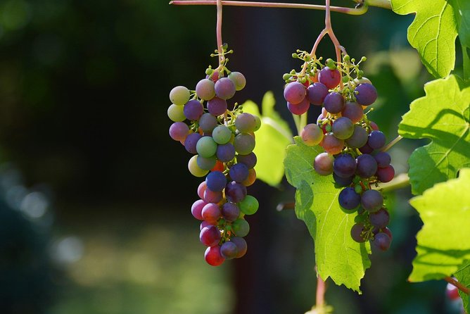 Private Day Trip: Wine Tasting Tour With Pinic Lunch From Nice - Accessibility and Safety