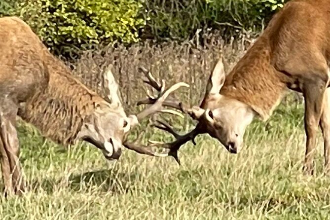 Private Deer Park Tour and Day Out in Leek - Schedule and Availability