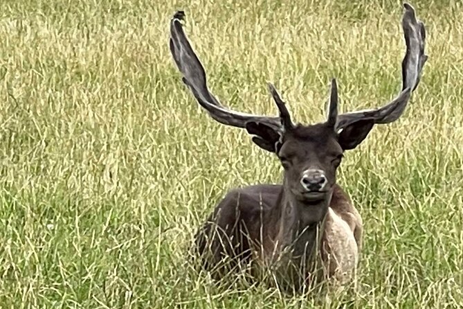 Private Deer Park Tour and Day Out in Leek - Pricing and Policies