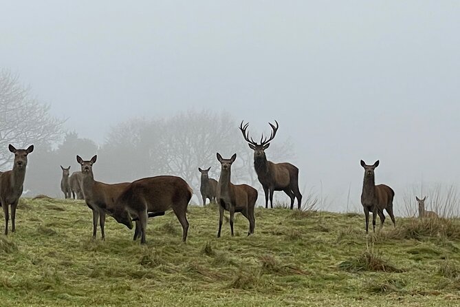 Private Deer Park Tour and Day Out in Leek - Additional Information