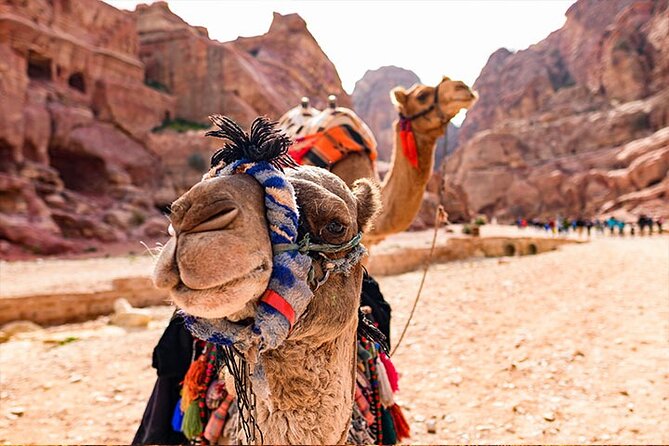 Private Departure Transfer: Petra Hotels to Amman Airport - Positive Reviews