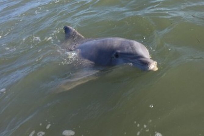 Private Disappearing Island Dolphin Tour - Pricing and Booking Details