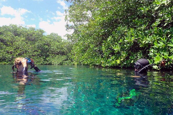 Private Discover Freediving in a Cenote in Tulum Mexico - Accessibility and Medical Considerations