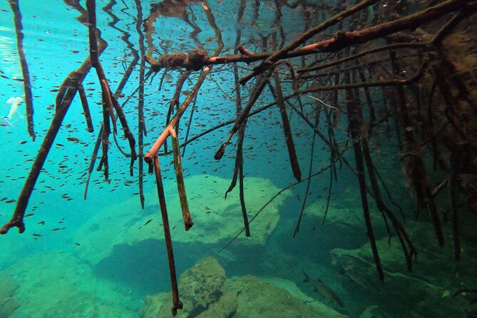 Private Discover Freediving in a Cenote in Tulum Mexico - Positive Guest Testimonials