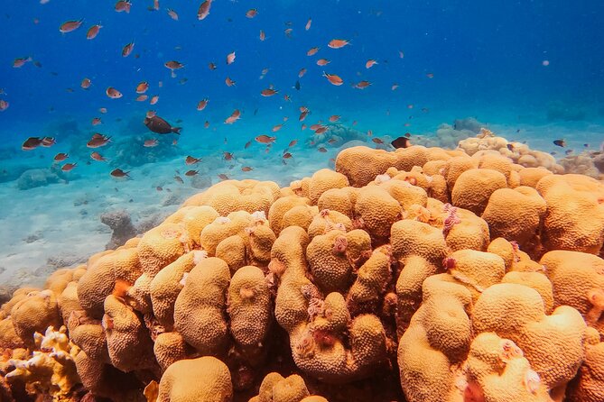 Private Discover Scuba Dive Experience in Curaçao - Booking and Confirmation
