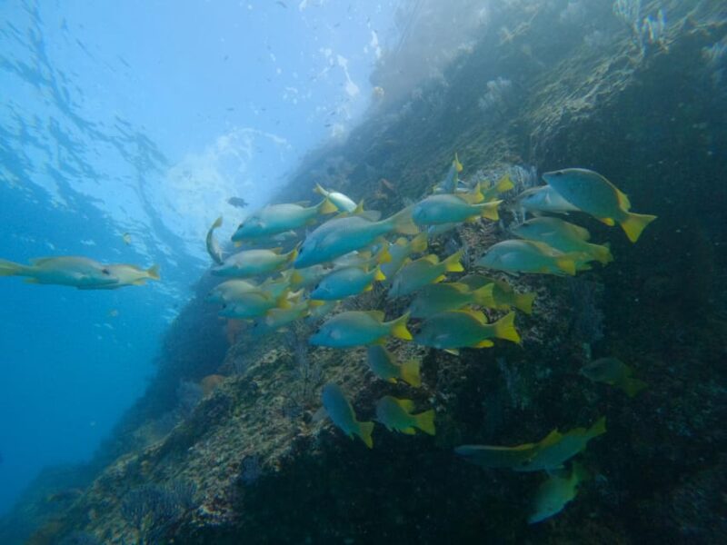 Private Discover Scuba Diving Class 1 - 2 People - Wildlife Encounters