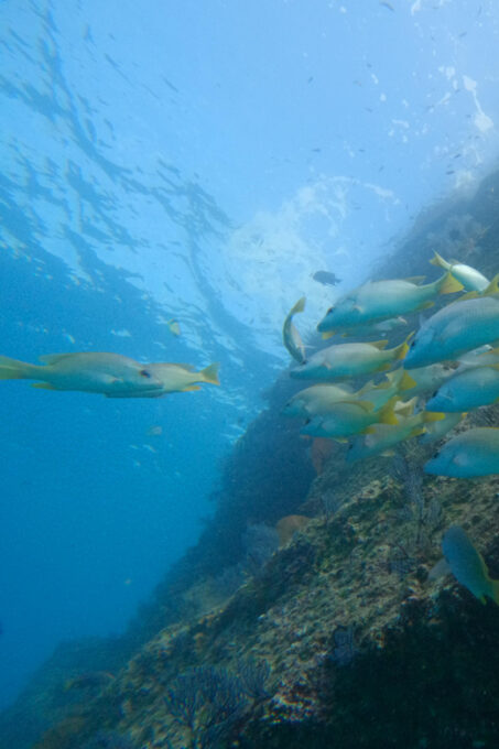 Private Discover Scuba Diving Class 1 - 2 People - Inclusions and Exclusions