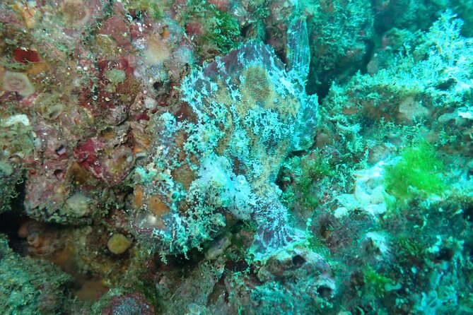 Private Dive Boat for Certified Divers - Cabo San Lucas - Confirmation and Cancellation Policy