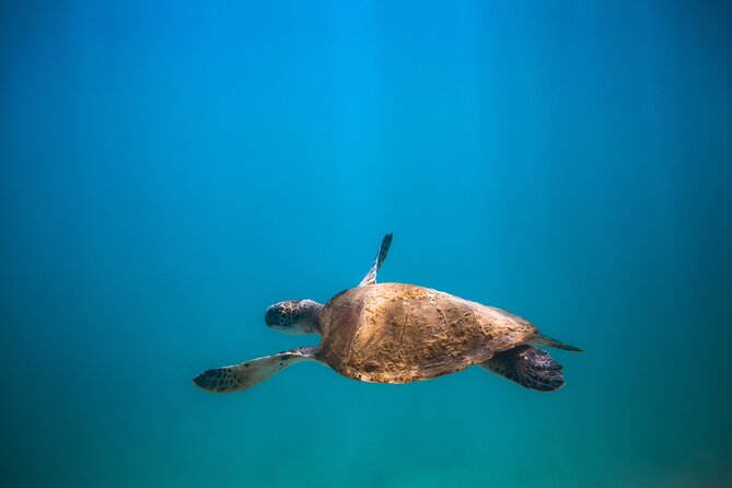 Private Dive Boat for Certified Divers - Cabo San Lucas - Snacks, Drinking Water, and Crew Tips
